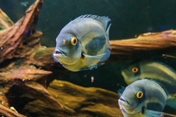 Wild-type severum cichlid swimming in naturalistic aquarium setup..