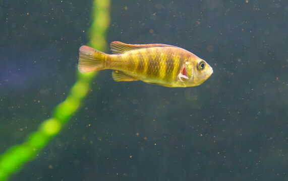 Golden Mbuna Cichlid in Freshwater Aquarium..