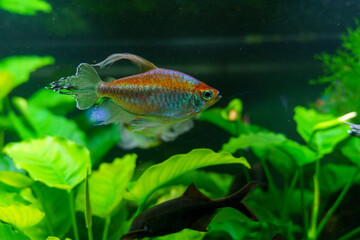 Longfin emperor tetra swimming in lush planted aquarium..