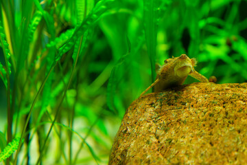 Obraz premium Armored catfish resting on rocks and wood in planted aquarium..
