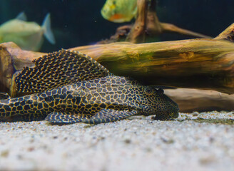 Spotted sailfin pleco resting on sand in aquarium..