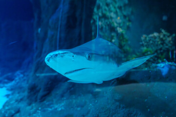 Fototapeta premium Blacktip reef shark swimming in aquarium with blue lighting..