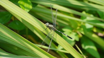 slender skimmer or green marsh hawk