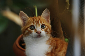 Cat with beautiful eyes