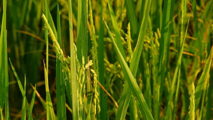 Rice field agriculture grain food yield season