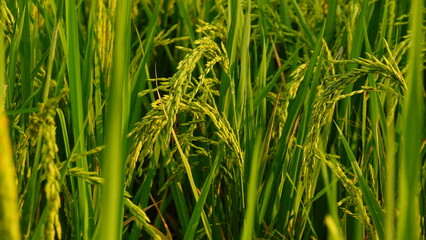 Rice field agriculture grain food yield season