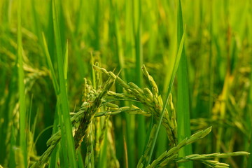 Rice field agriculture grain food yield season