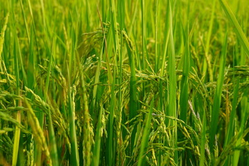 Obraz premium Rice field agriculture grain food yield season