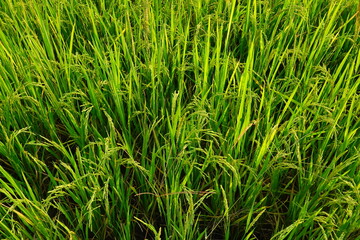 Rice field agriculture grain food yield season