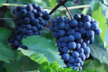 Grape on mother plant tree in the garden