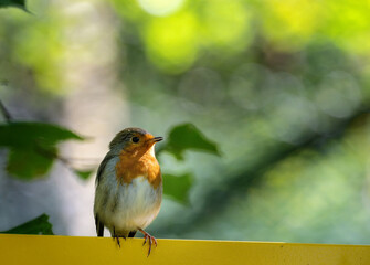 Closeup of an european robin bird