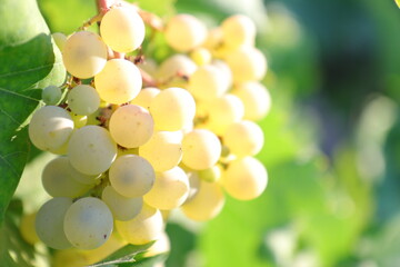 Grape on mother plant tree in the garden