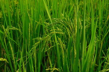 Rice field agriculture grain food yield season