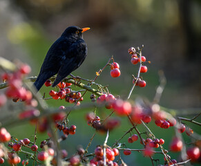 Blackbird sitting in an apple tree