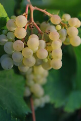 Grape on mother plant tree in the garden