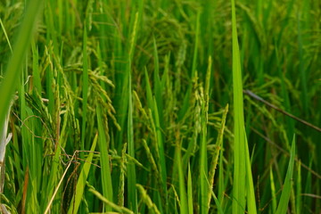 Rice field agriculture grain food yield season