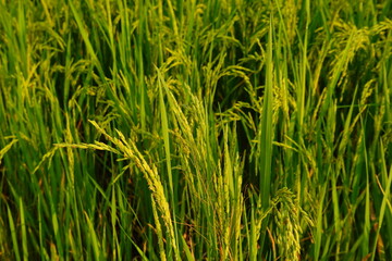 Rice field agriculture grain food yield season