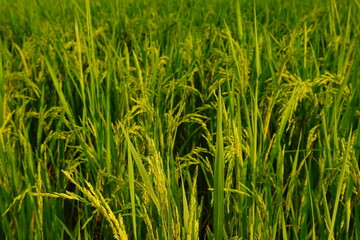 Rice field agriculture grain food yield season