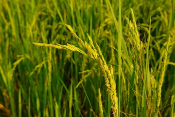 Rice field agriculture grain food yield season