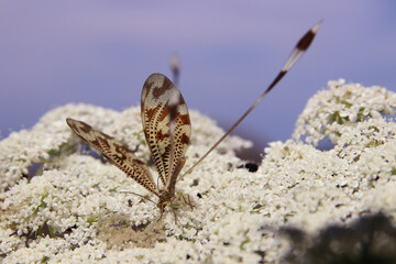 Dragonfly insect at spring macro photography
