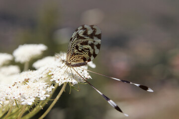 Dragonfly insect at spring macro photography