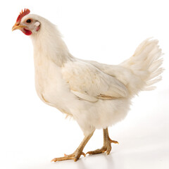 Fototapeta premium A Pristine White Hen, Isolated Against White.