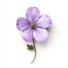 Obraz premium Delicate, lavender flower on a simple white background.