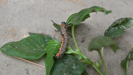 Common indian crow or Euploea core.  Larvae of common crow butterfly. Caterpillar. Plant eater Insect.