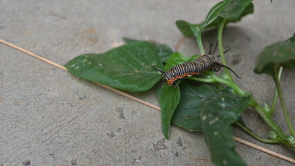 Common indian crow or Euploea core.  Larvae of common crow butterfly. Caterpillar. Plant eater...
