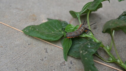 Common indian crow or Euploea core.  Larvae of common crow butterfly. Caterpillar. Plant eater Insect.