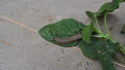 Common indian crow or Euploea core.  Larvae of common crow butterfly. Caterpillar. Plant eater Insect.