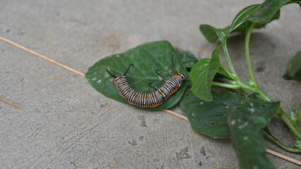 Common indian crow or Euploea core.  Larvae of common crow butterfly. Caterpillar. Plant eater Insect.