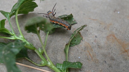 Common indian crow or Euploea core.  Larvae of common crow butterfly. Caterpillar. Plant eater Insect.