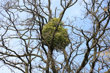 Mistletoe bunches on the tree. Parasitic plant, Viscum album.