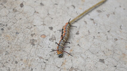 Common indian crow or Euploea core.  Larvae of common crow butterfly. Caterpillar. Plant eater Insect.
