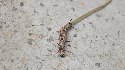 Common indian crow or Euploea core.  Larvae of common crow butterfly. Caterpillar. Plant eater Insect.