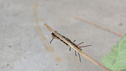 Common indian crow or Euploea core.  Larvae of common crow butterfly. Caterpillar. Plant eater Insect.