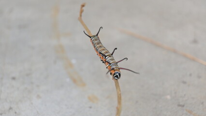 Common indian crow or Euploea core.  Larvae of common crow butterfly. Caterpillar. Plant eater Insect.
