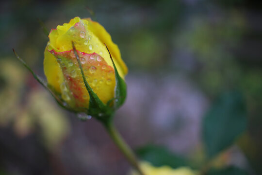 Rose with rain drops