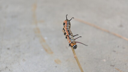 Common indian crow or Euploea core.  Larvae of common crow butterfly. Caterpillar. Plant eater Insect.