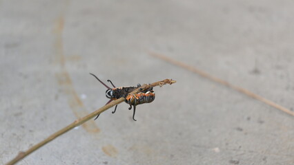 Common indian crow or Euploea core.  Larvae of common crow butterfly. Caterpillar. Plant eater Insect.