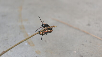 Common indian crow or Euploea core.  Larvae of common crow butterfly. Caterpillar. Plant eater Insect.