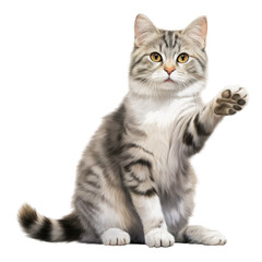 Obraz premium Close-Up of a Domestic Short-Haired Cat with White and Gray Fur on transparent backround