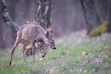 Fototapeta premium Female Roe Deer Grazing in Spring Forest Meadow