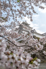 福島県会津若松市　桜満開の鶴ヶ城
