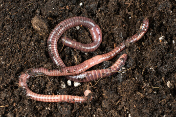 Close-Up of Compost Worms in Organic Garden Soil