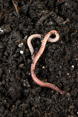 Top view of earthworm Eisenia fetida macro vertical shooting