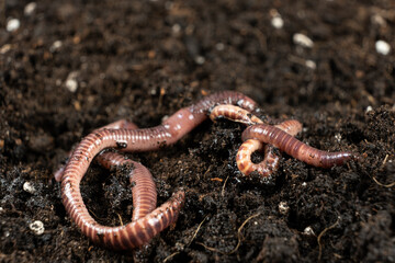 Earthworms on Soil Close-Up Macro View.