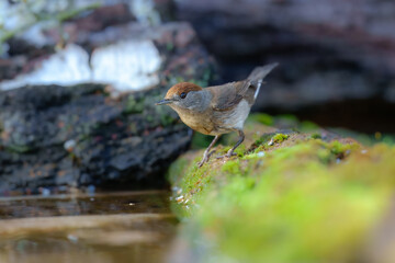 Female Eurasian blackcap (sylvia atricapilla) in the water pond, on the branch.