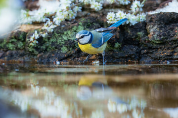 Eurasian Blue Tit, Cyanistes caeruleus (sýkora modřinka), in the blurred background take bath at the forest waterhole 